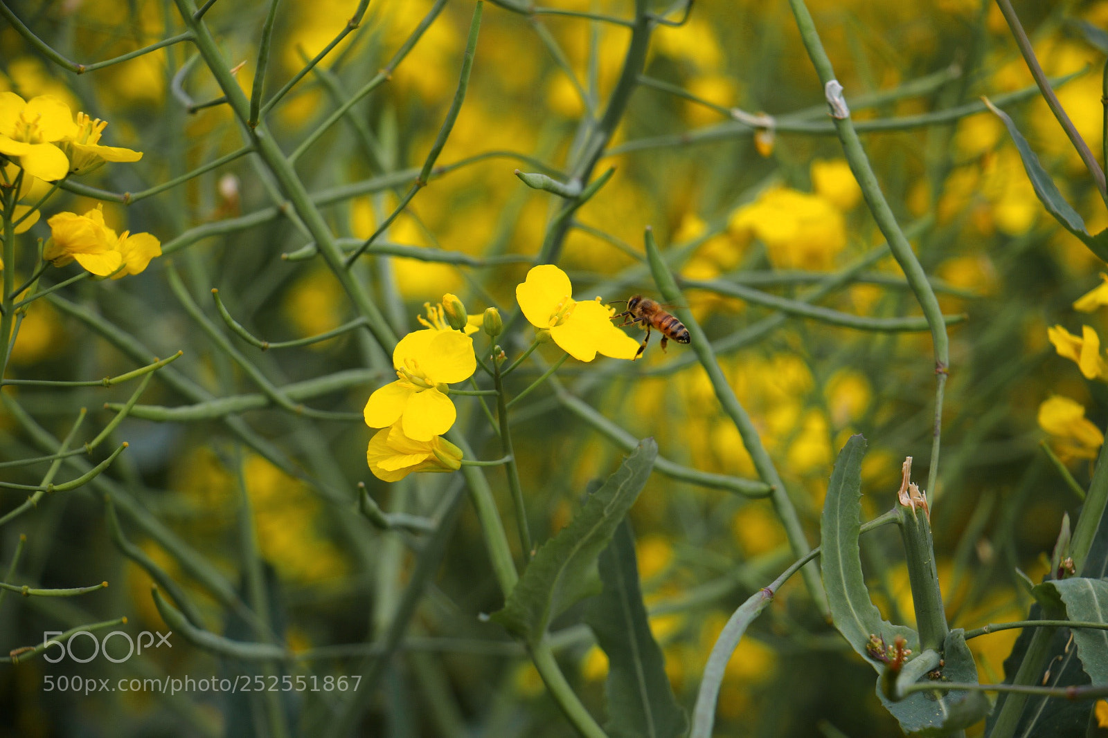 Canon EOS 750D (EOS Rebel T6i / EOS Kiss X8i) sample photo. The bee on tbe photography