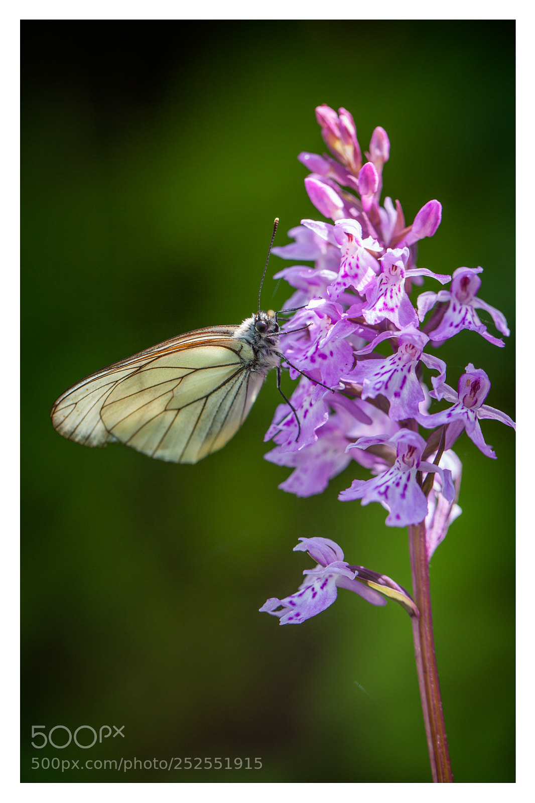Canon EOS 5D Mark II sample photo. Dactylorhiza orchid with gaz photography
