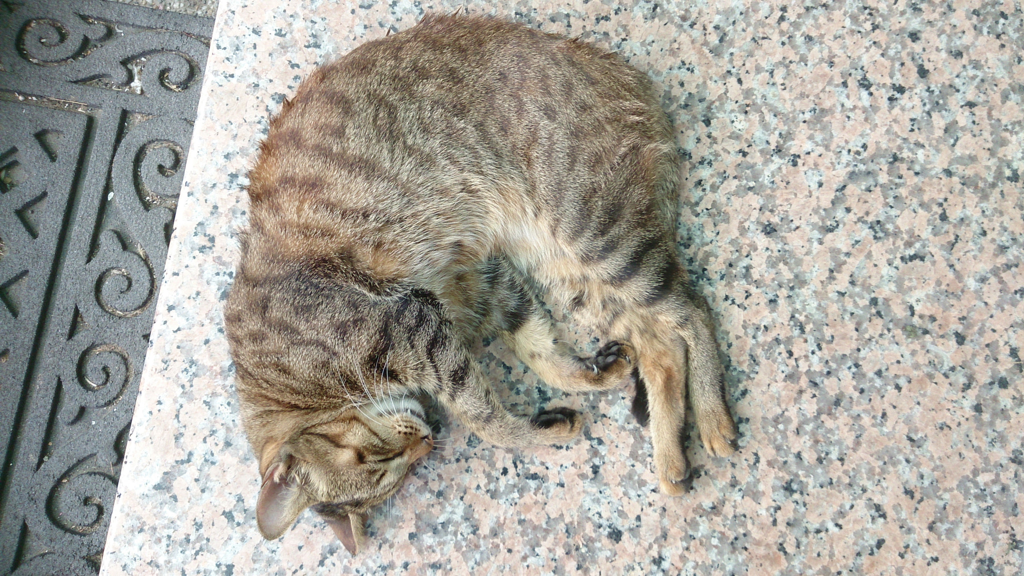 Sony Xperia Z sample photo. Cat photography