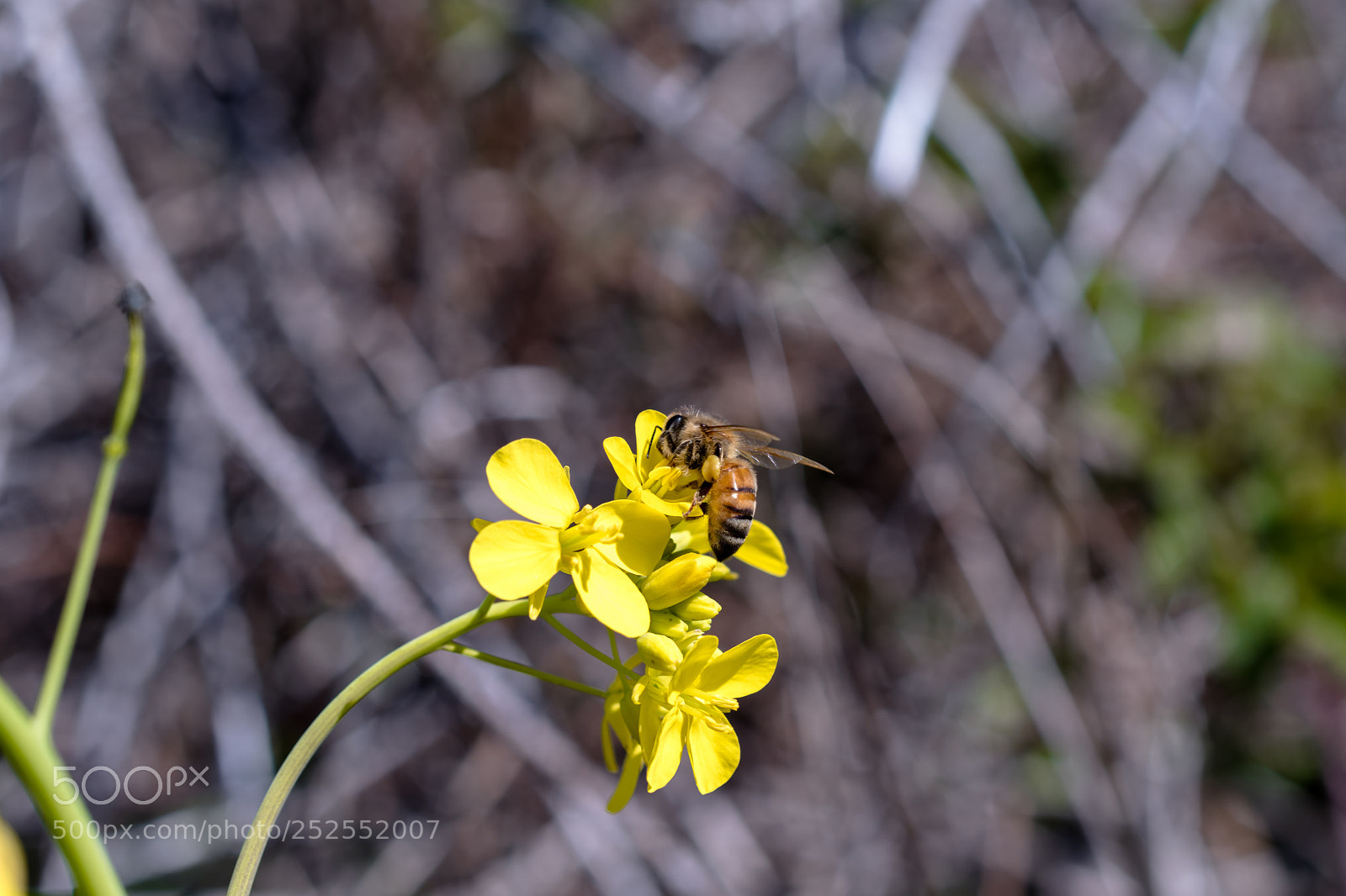 Nikon D7500 sample photo. Busy bees photography