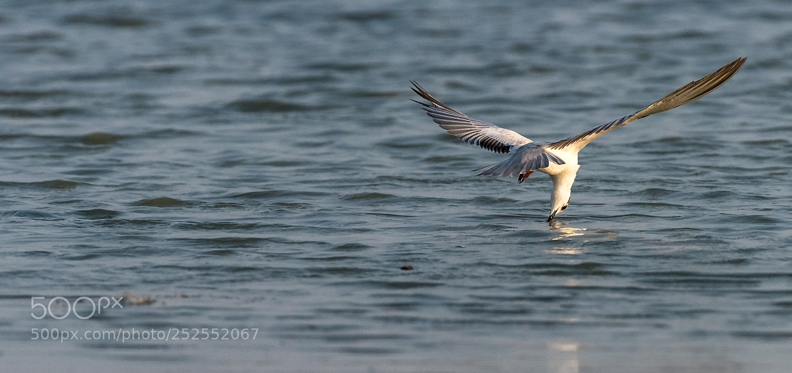Nikon D810 sample photo. Moment of truth photography