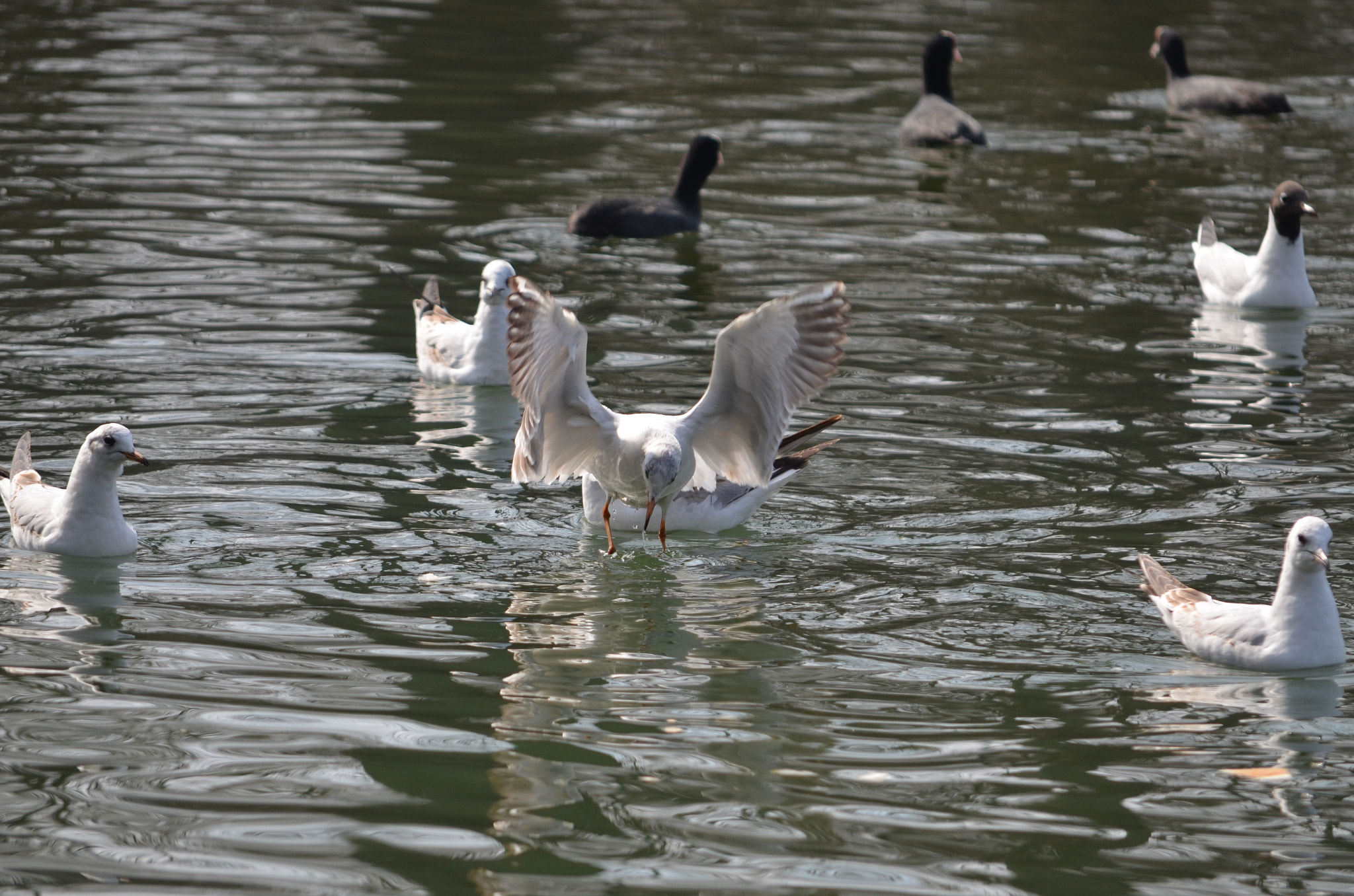 Nikon D5100 sample photo. Park lake photography