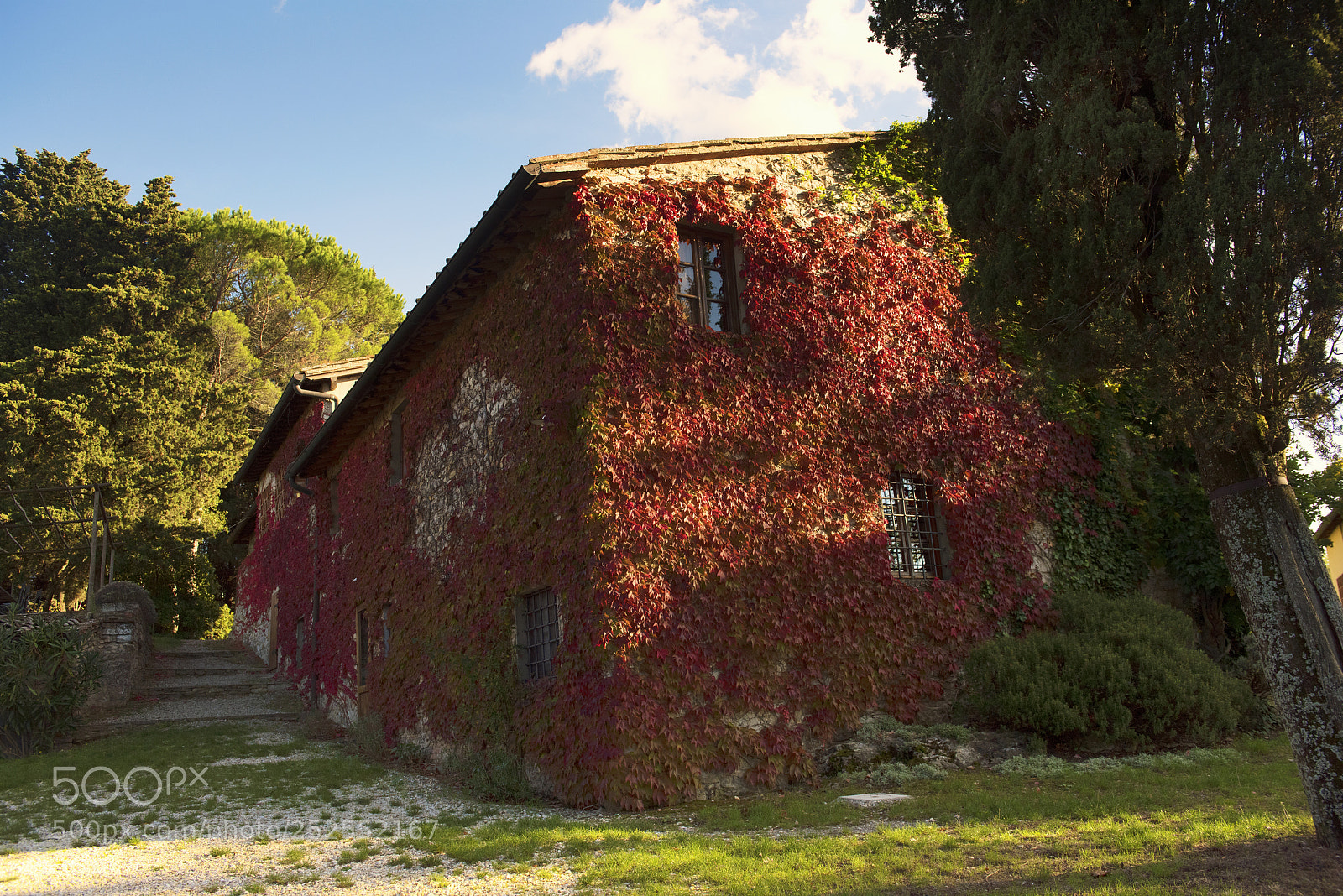 Nikon D810 sample photo. Red foliage photography