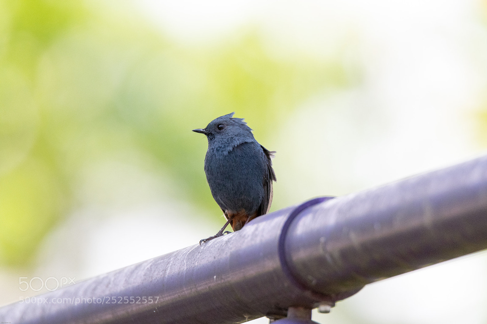 Nikon D500 sample photo. Plumbeous water redstart-punk hair photography