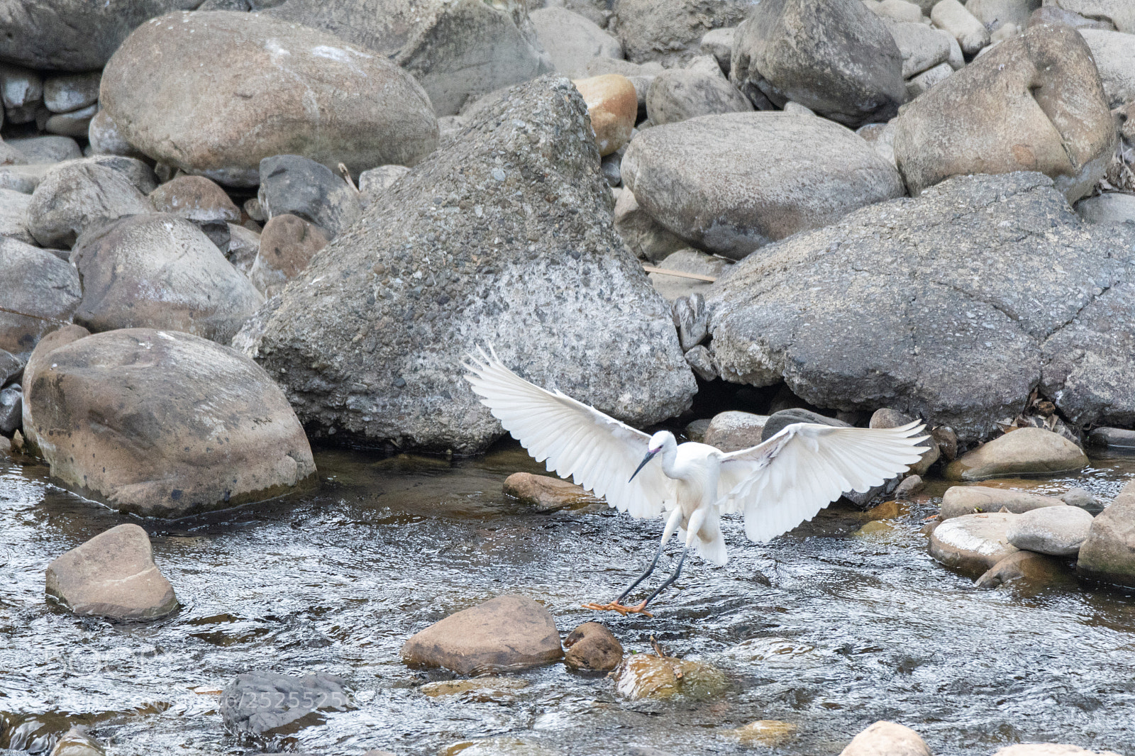 Nikon D500 sample photo. Coming in fast photography