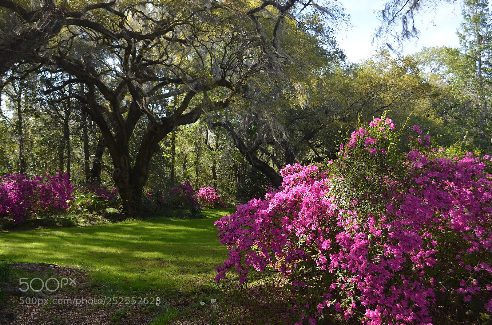 Nikon D5100 sample photo. Azaleas and live oaks photography