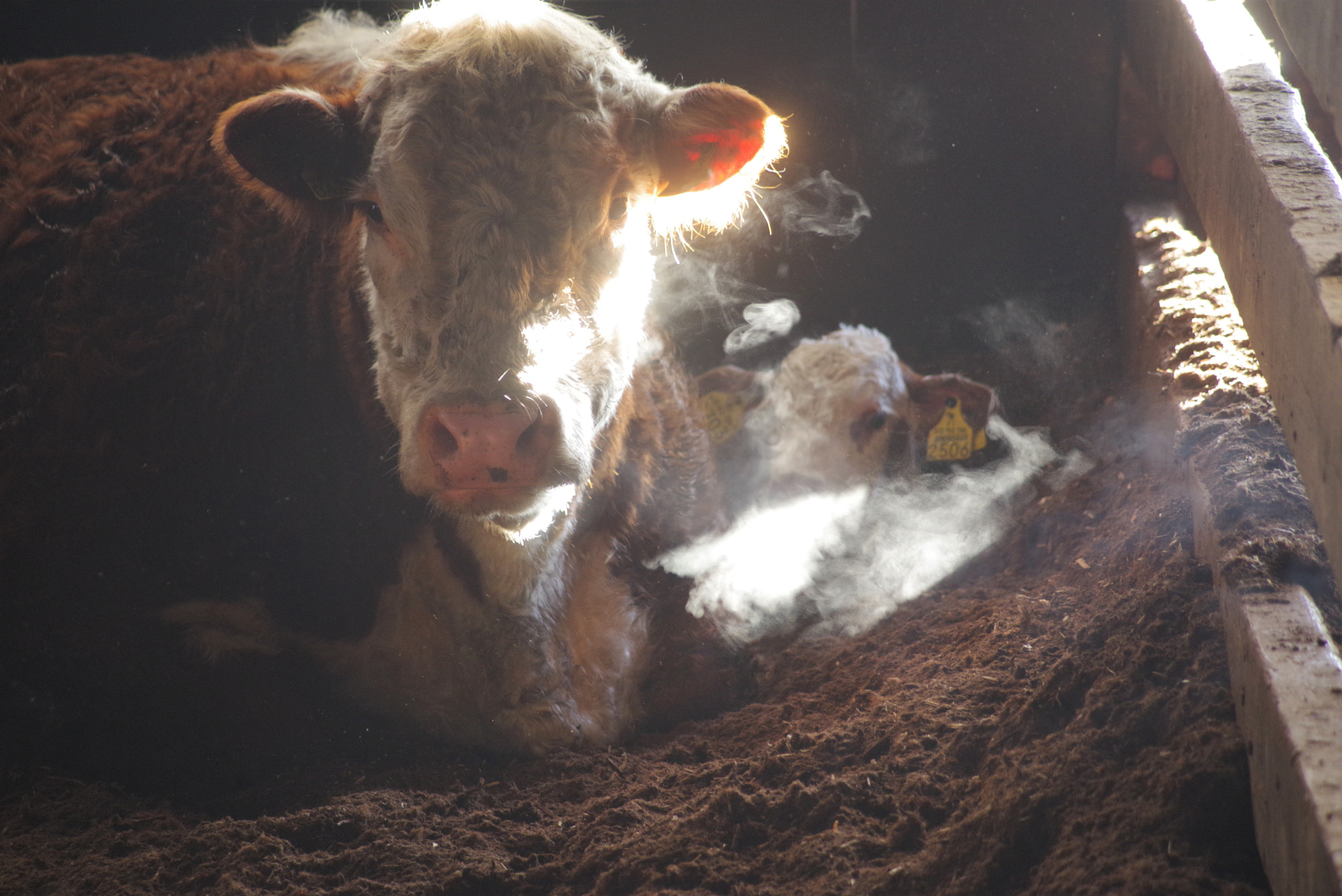Pentax K-1 sample photo. Cow and calf in the morning sun photography