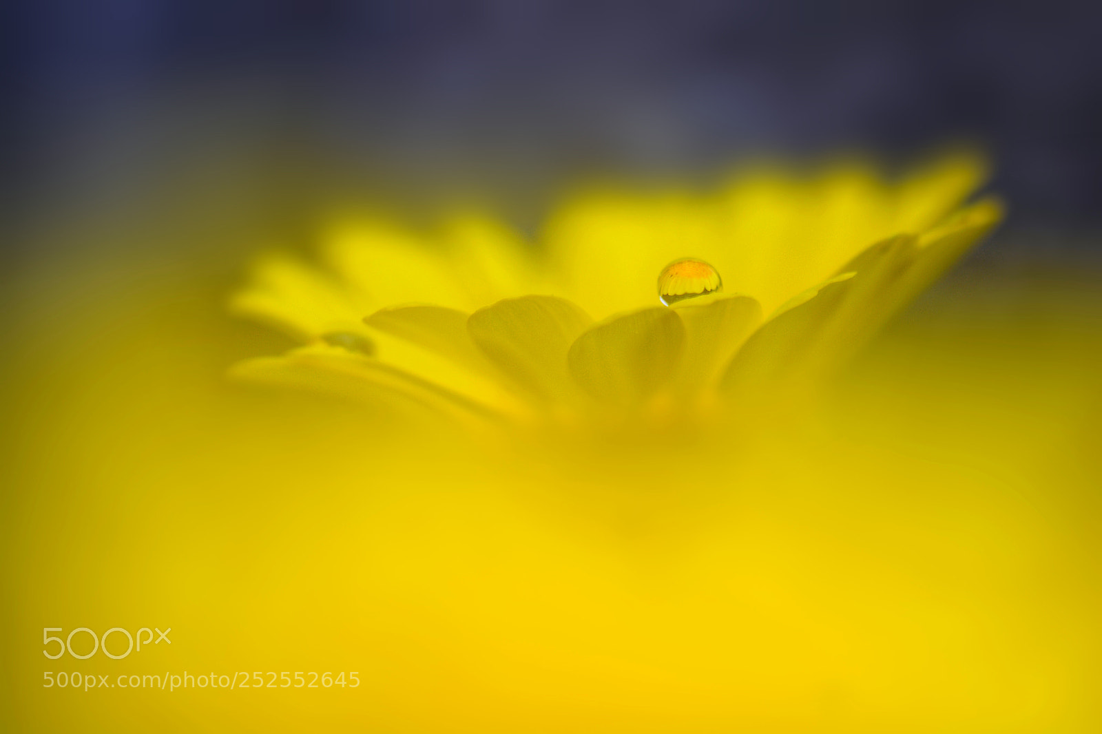 Nikon D7100 sample photo. Floral art photography