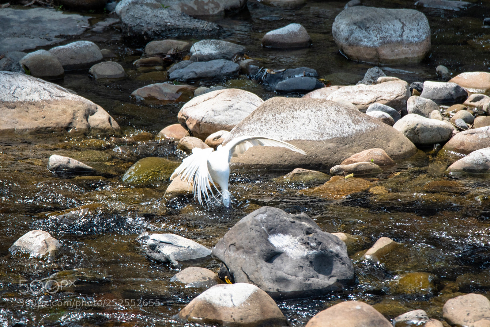 Nikon D500 sample photo. Dive for food photography