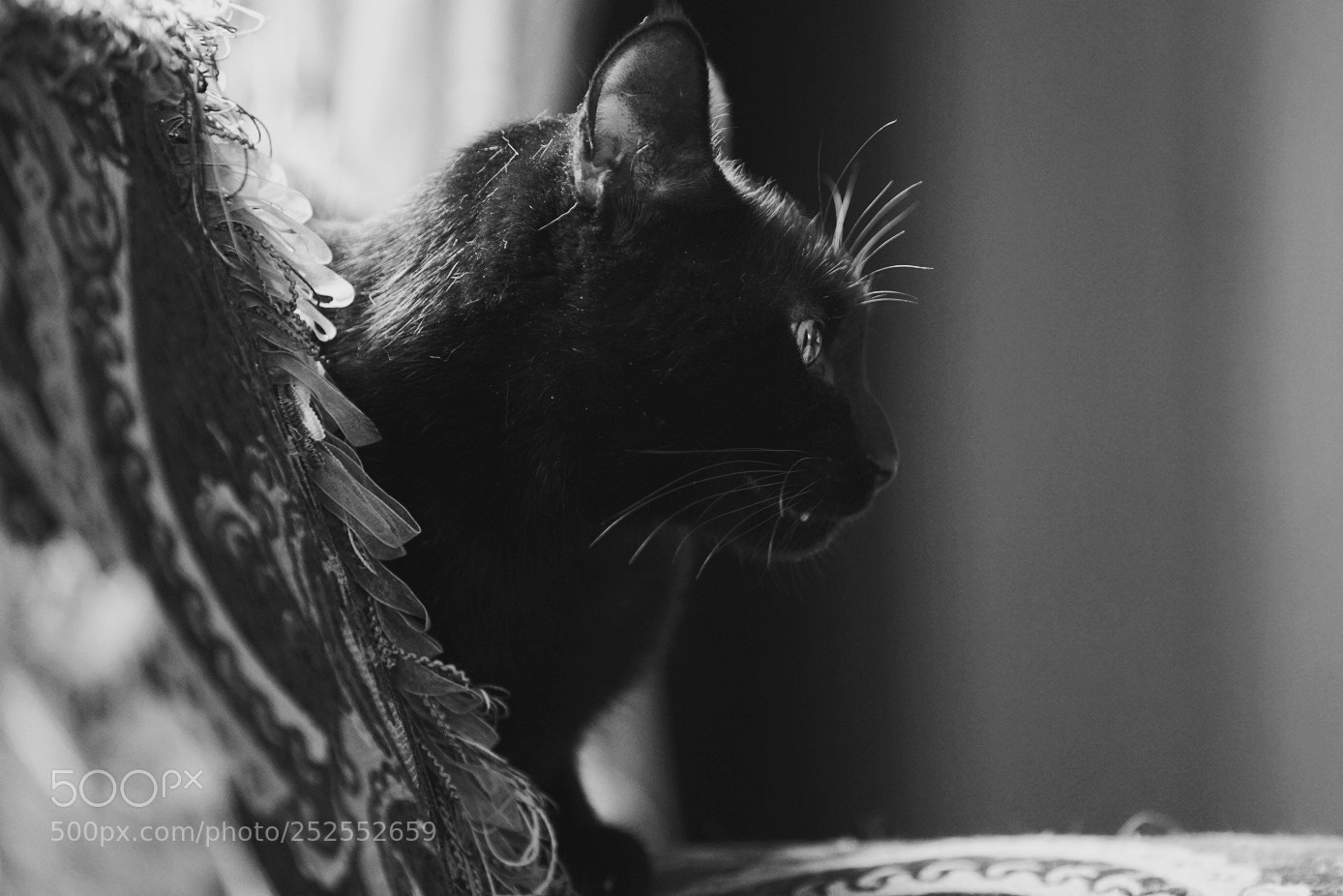Sony a7R II sample photo. Untitled photography