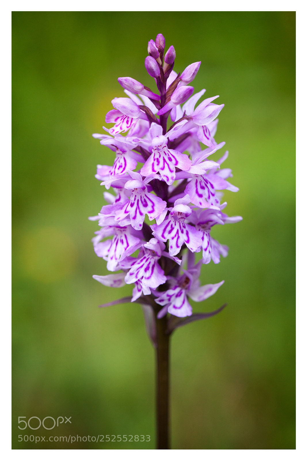 Canon EOS 5D Mark II sample photo. Dactylorhiza fuchsii photography