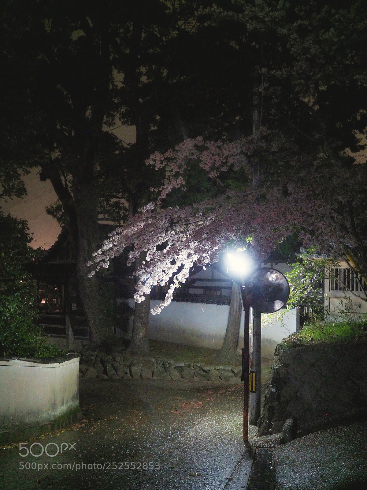 Olympus OM-D E-M5 II sample photo. Lamp lit photography