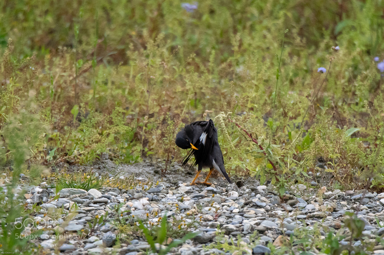Nikon D500 sample photo. Do i need more photography