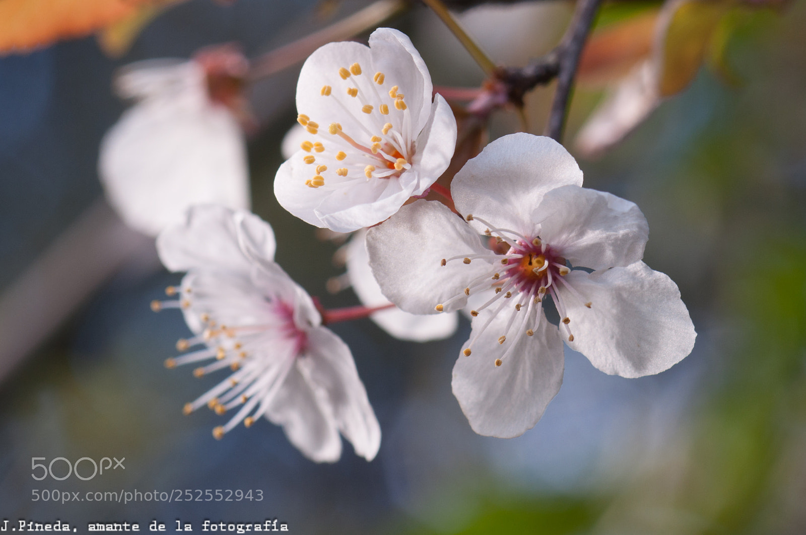 Nikon D90 sample photo. Spring photography