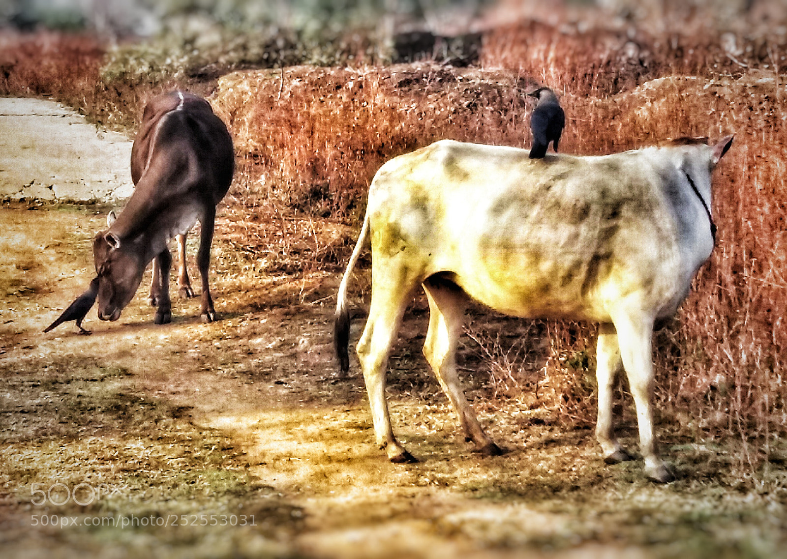 Samsung Galaxy J5 sample photo. Cows and crows friendship photography
