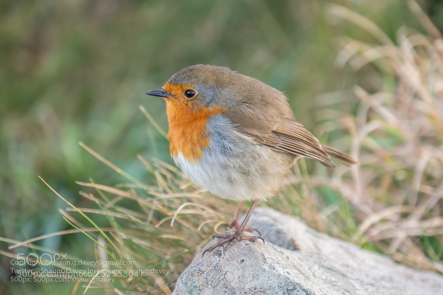 Fujifilm X-T2 sample photo. Robin, hurlstone point, exmoor photography