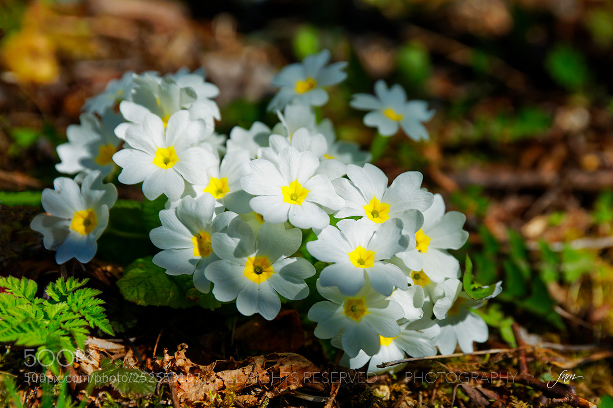 Canon EOS 5D Mark IV sample photo. Primevère photography