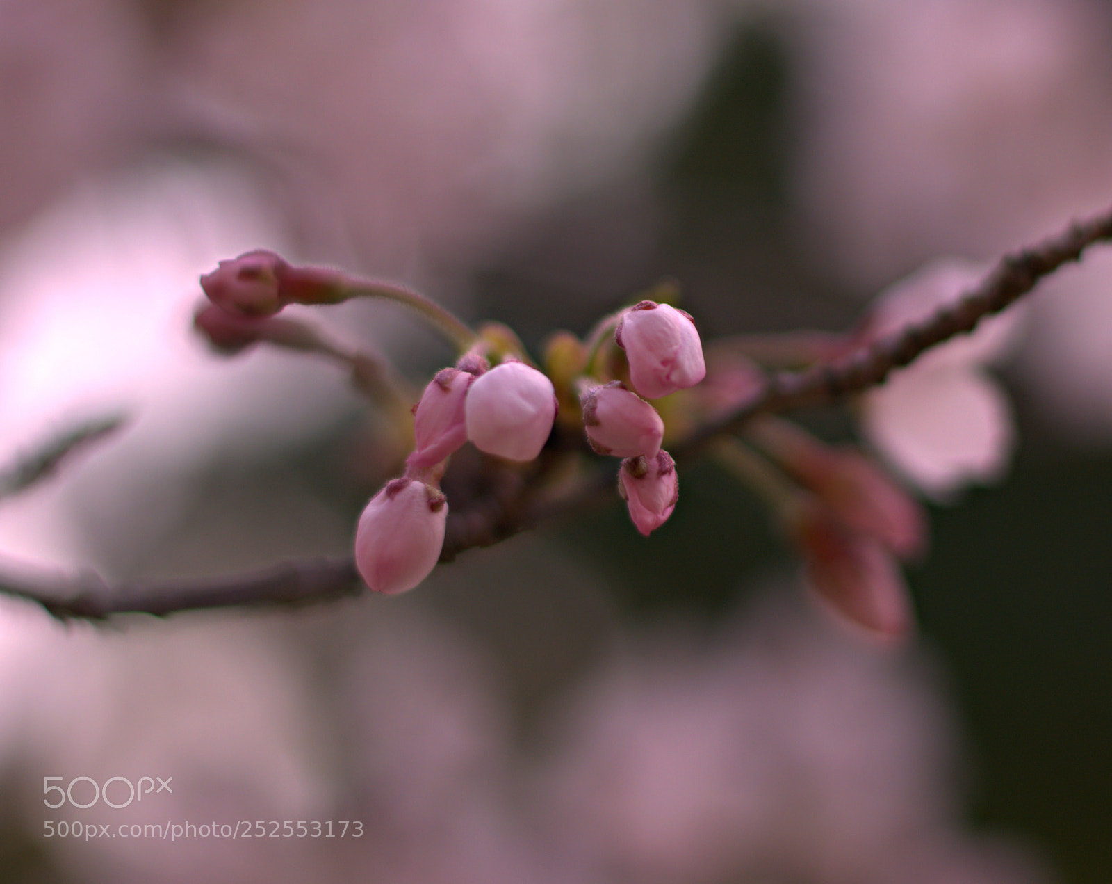 Nikon D7100 sample photo. Buds of sakura photography