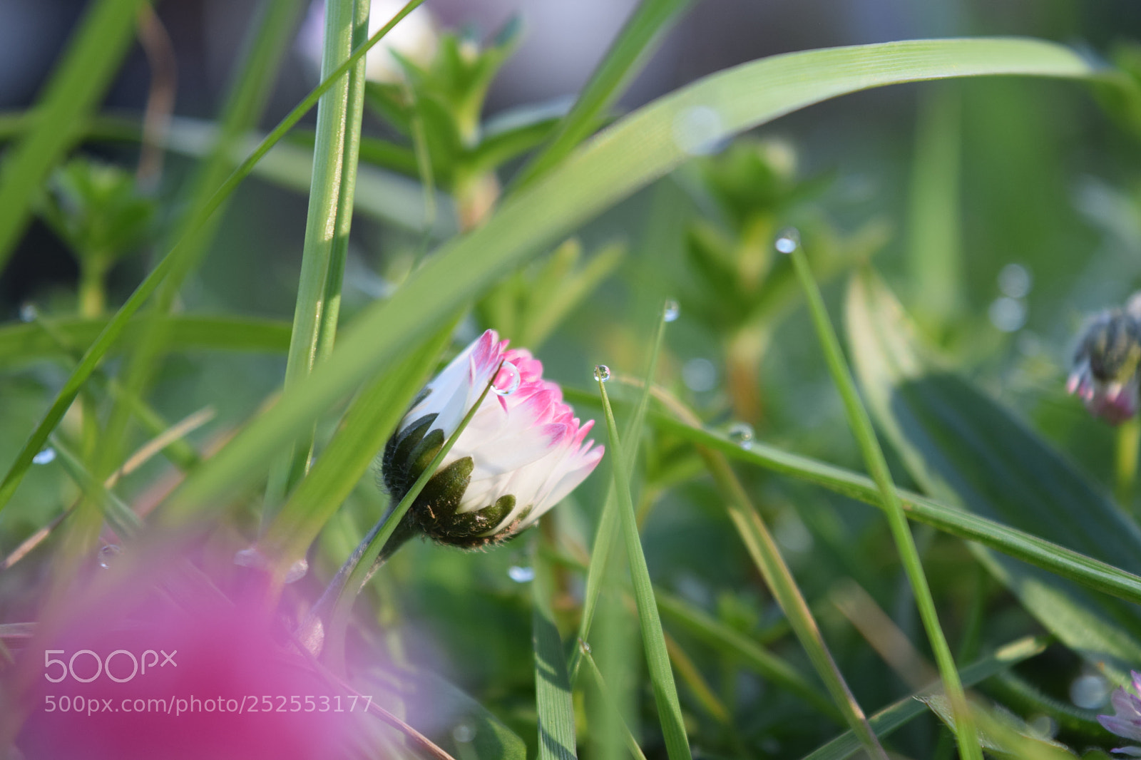 Nikon D5300 sample photo. Sunrise flower photography
