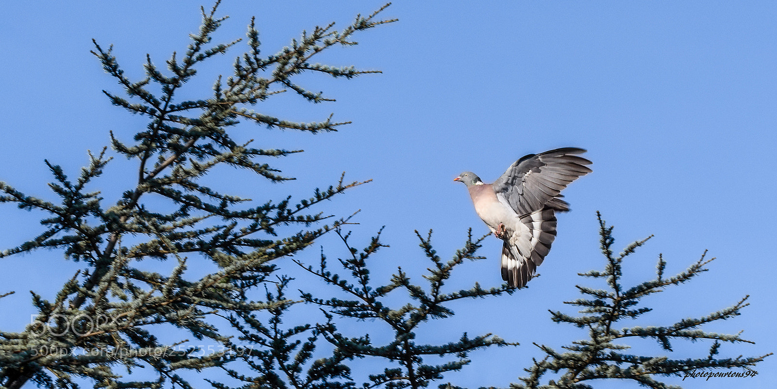 Nikon D7100 sample photo. Pigeon en vol photography