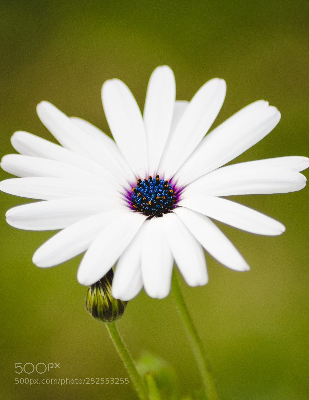 Nikon D5100 sample photo. African daisy photography