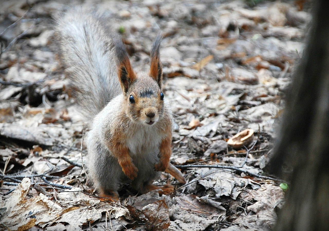 Nikon D60 sample photo. Eeaorig photography