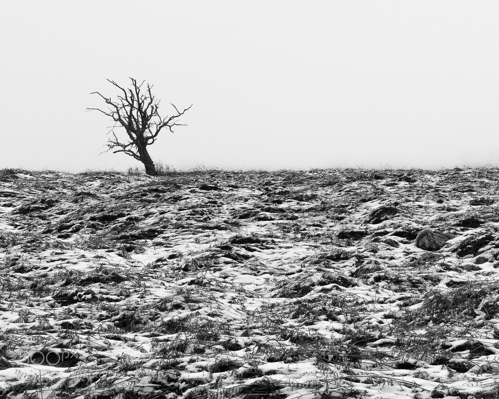 Sony Cyber-shot DSC-RX100 III sample photo. Misty tree photography