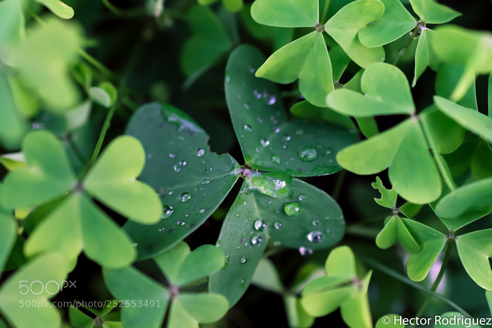 Nikon D7500 sample photo. Elder leaf photography