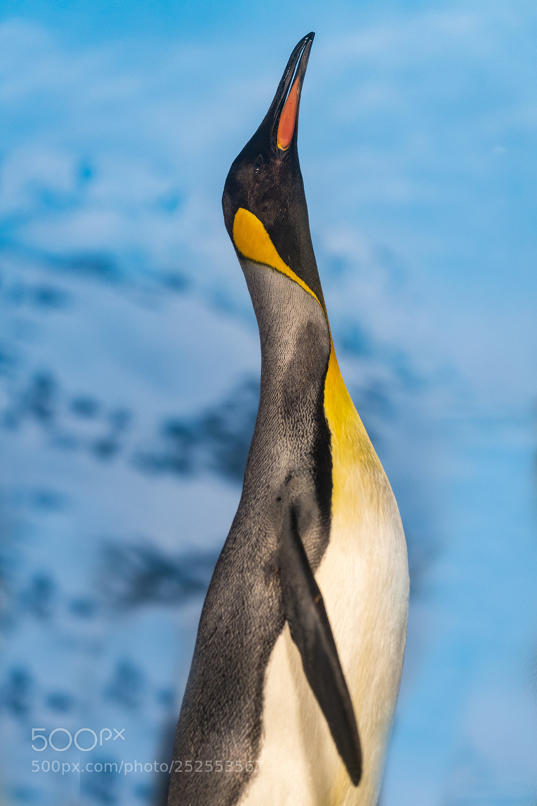 Nikon D5 sample photo. Pinguin photography