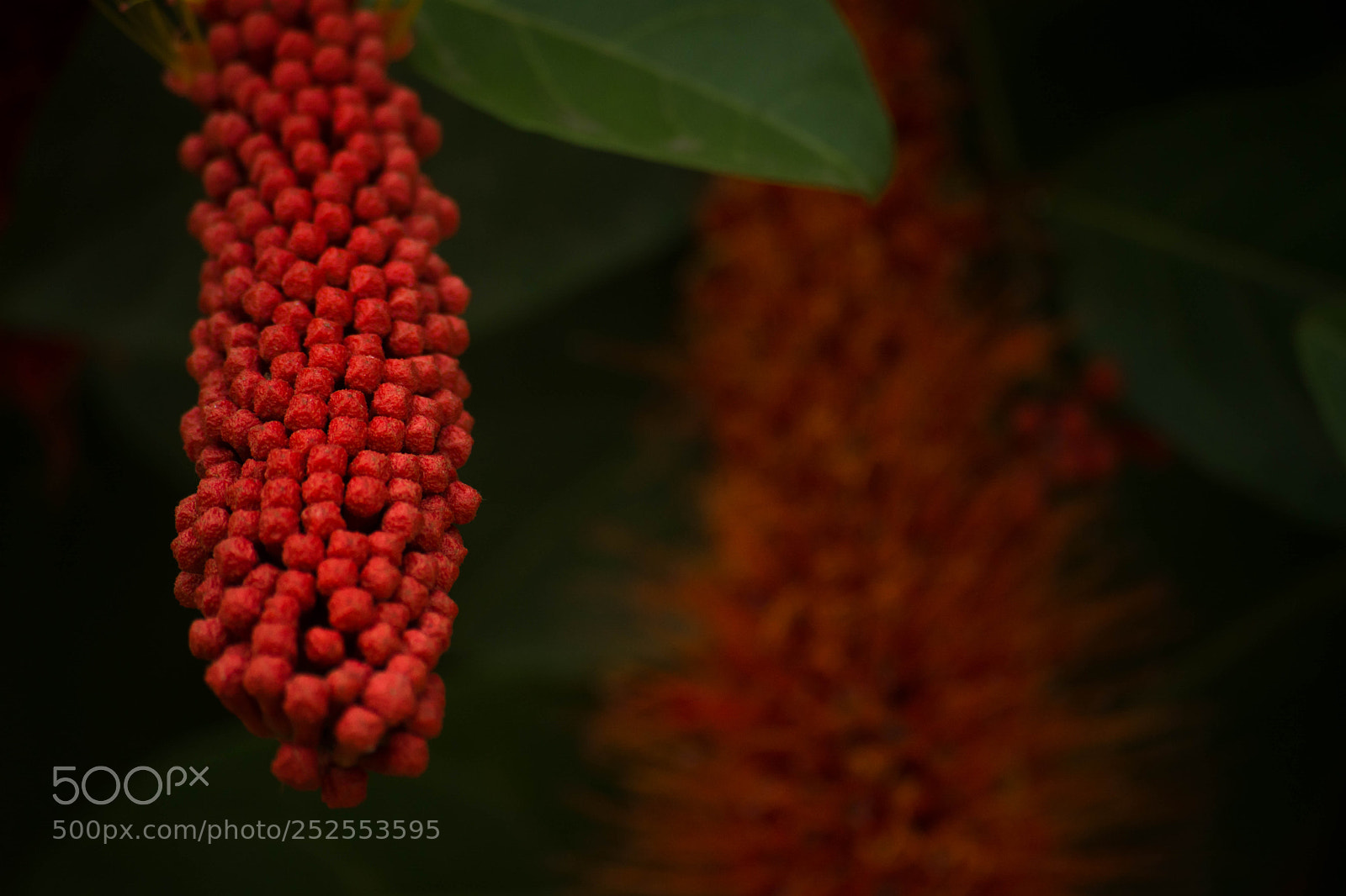 Nikon D5200 sample photo. Red balls photography