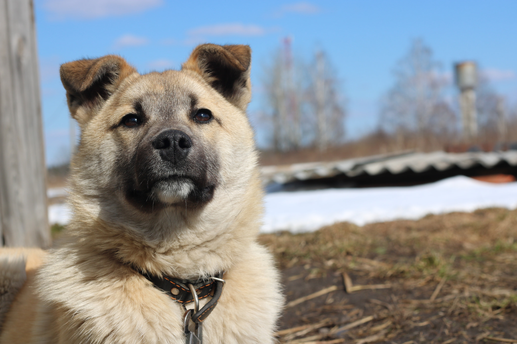 Canon EOS 750D (EOS Rebel T6i / EOS Kiss X8i) + Canon EF 50mm F1.8 II sample photo. Dog photography