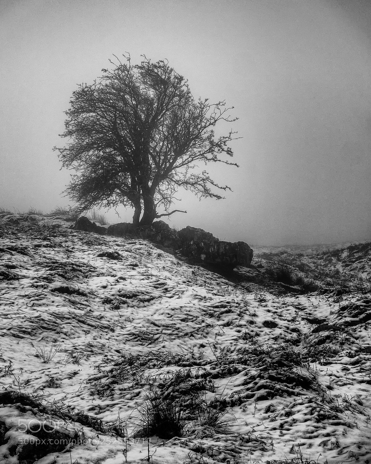 Sony Cyber-shot DSC-RX100 III sample photo. Misty tree photography