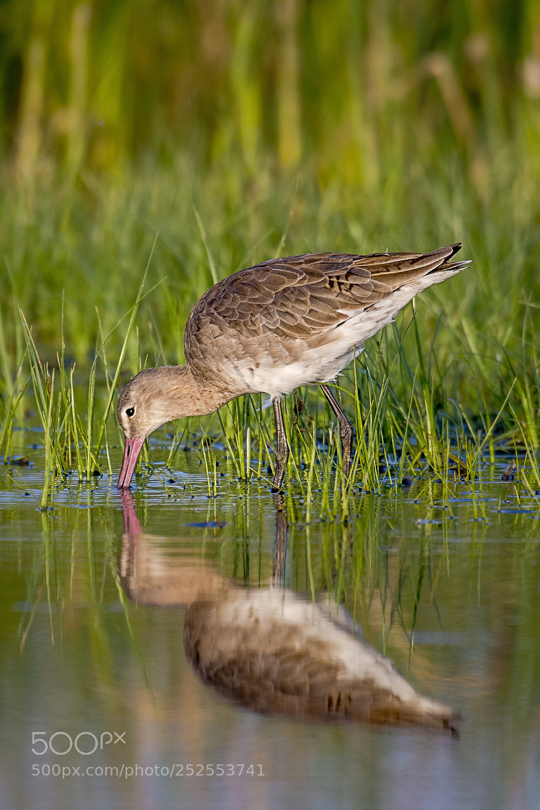 Nikon D7100 sample photo. Godwit photography