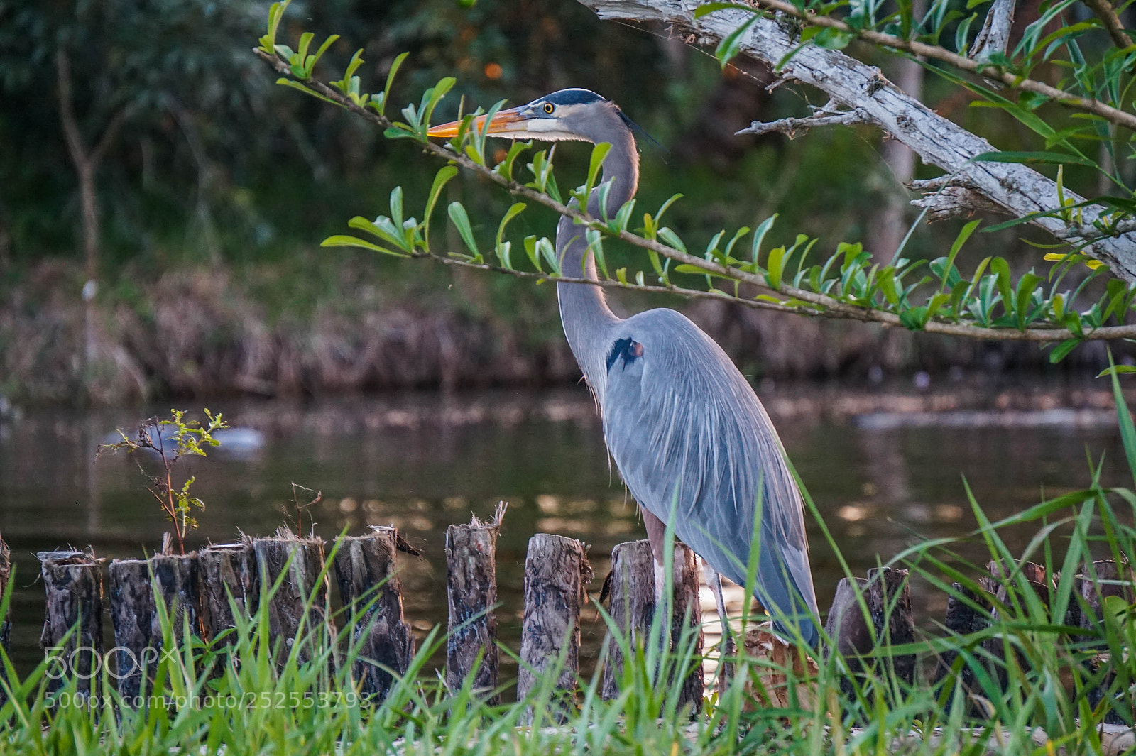 Sony Alpha a5000 (ILCE 5000) sample photo. Grey heron photography