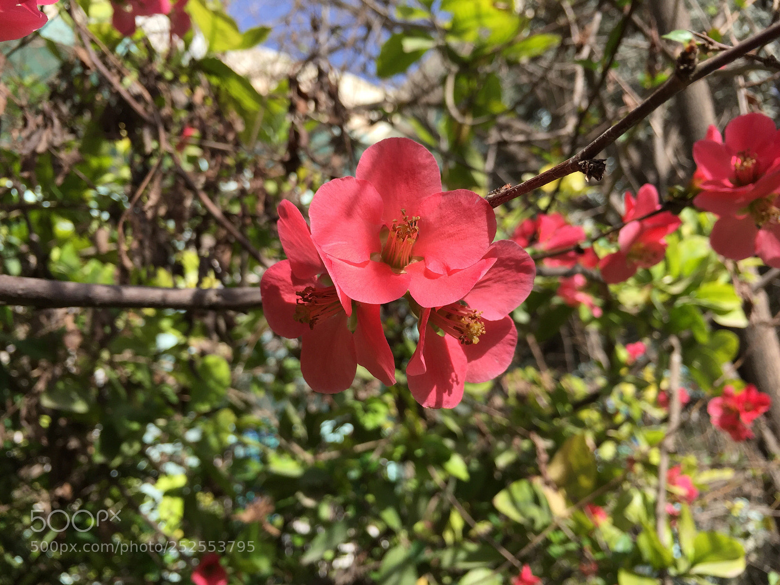 Apple iPhone 6 sample photo. Untitled photography