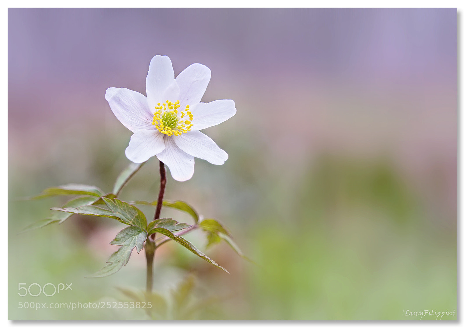 Olympus OM-D E-M5 sample photo. Wood anemone.... photography