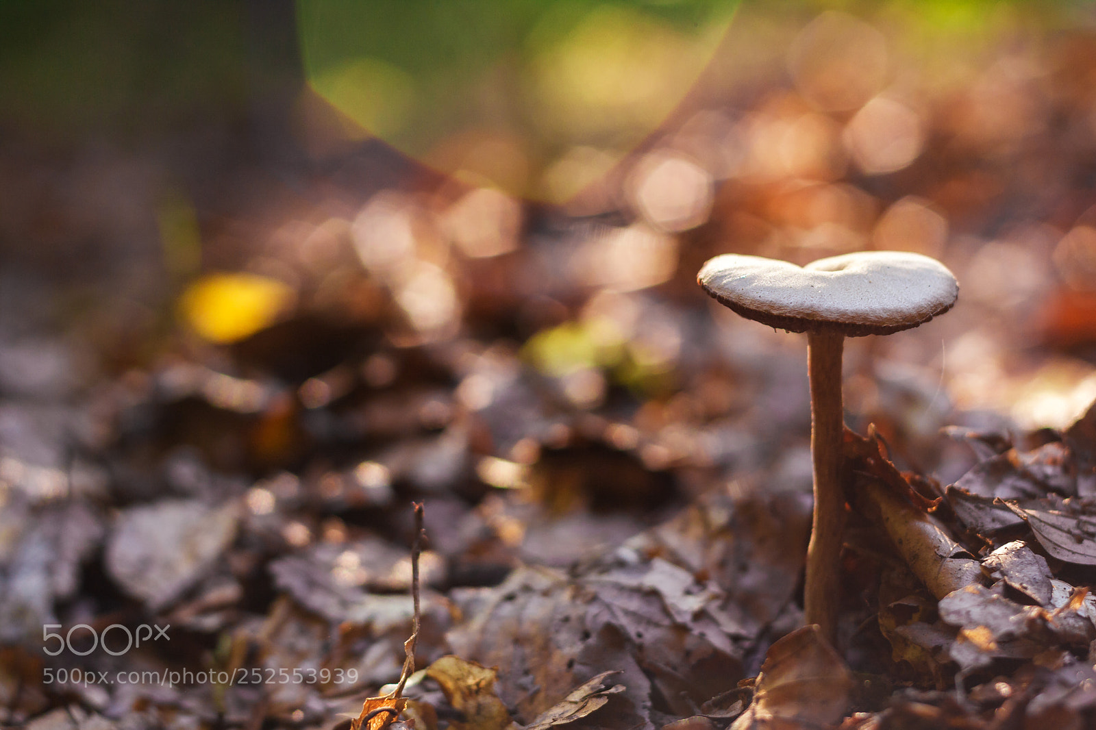 Canon EOS 1000D (EOS Digital Rebel XS / EOS Kiss F) sample photo. Magical mushroom #2 photography