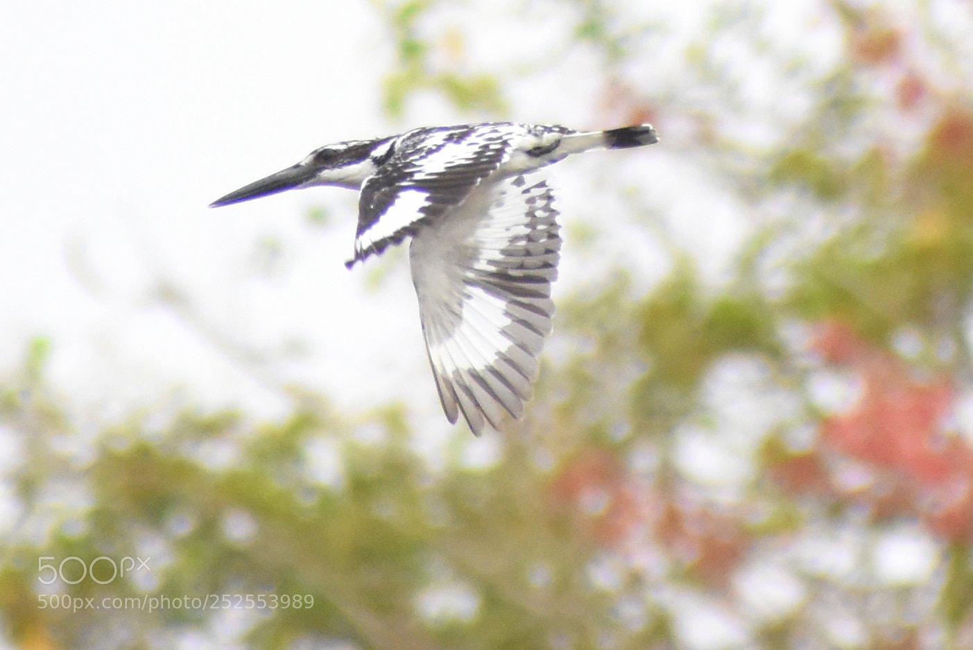 Nikon D7200 sample photo. Pied kingfisher photography