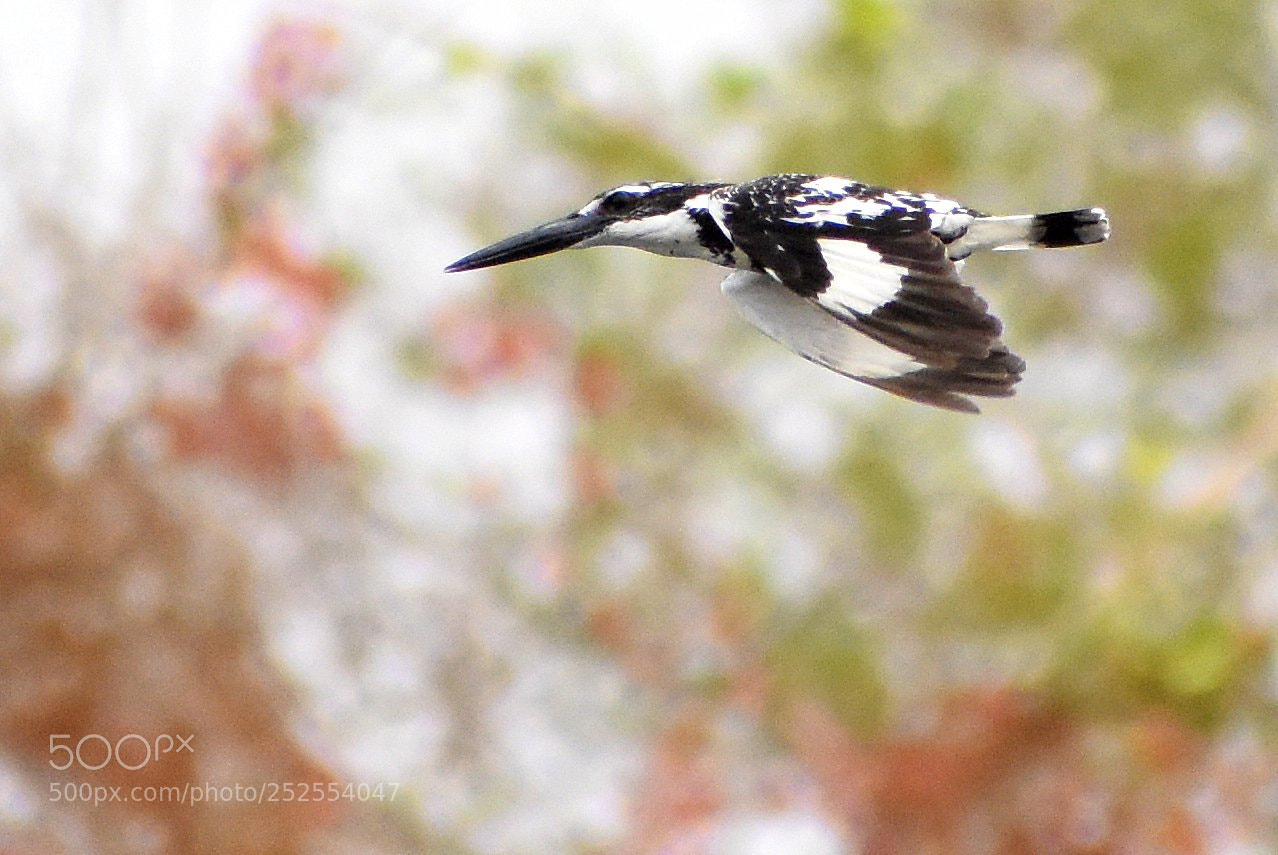Nikon D7200 sample photo. Pied kingfisher photography