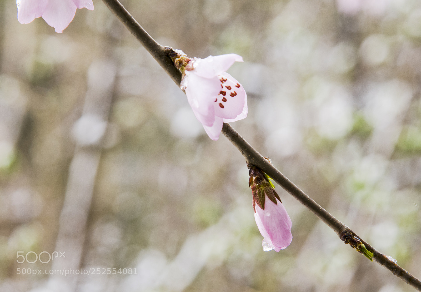 Nikon D300 sample photo. Blooming photography