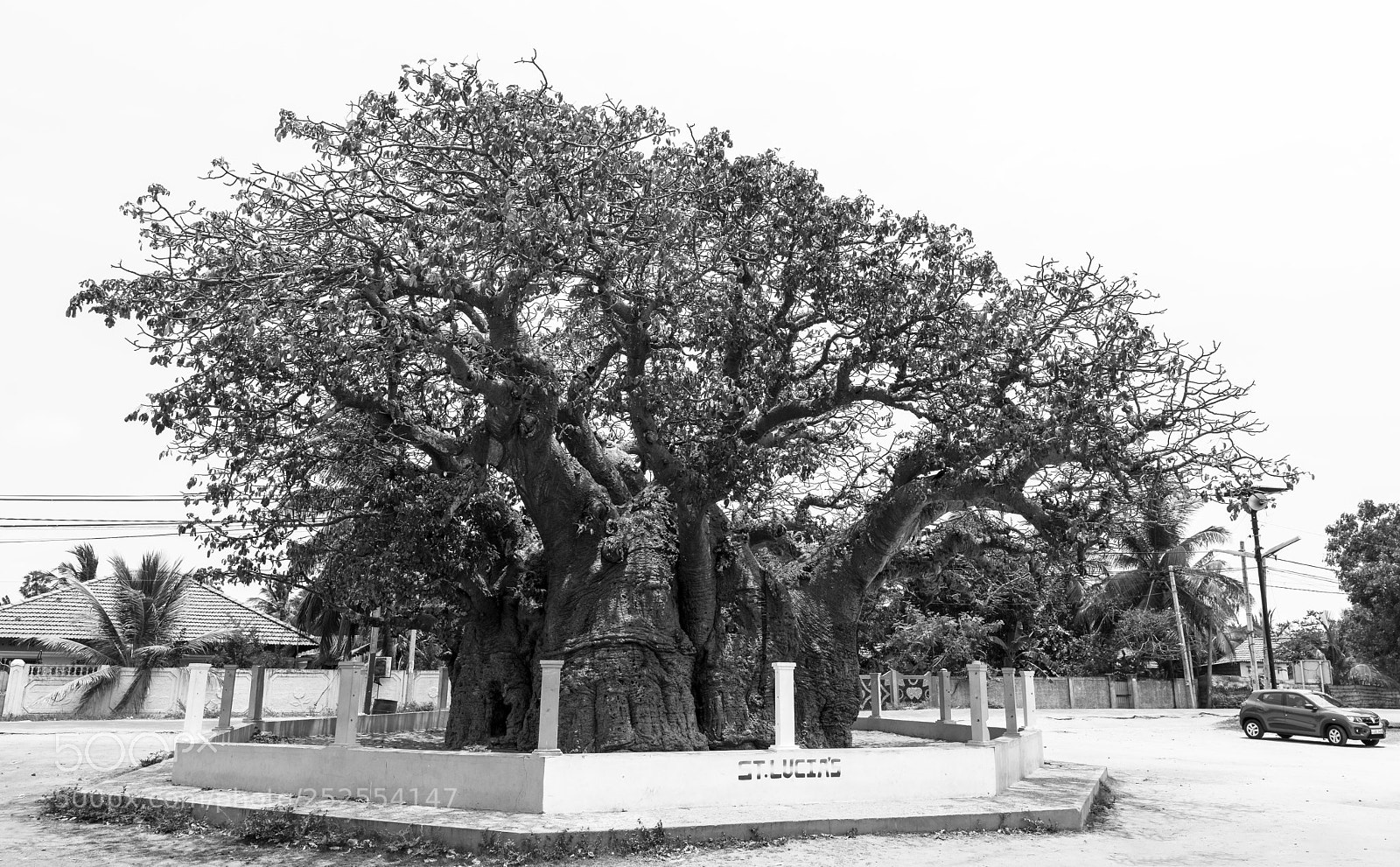 Nikon D810 sample photo. The baobab tree photography