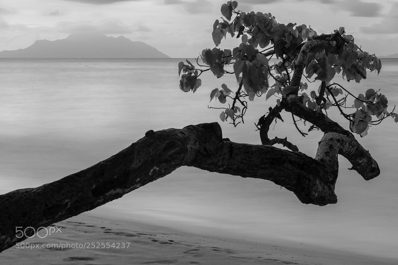 Nikon D5300 sample photo. The tree and the photography