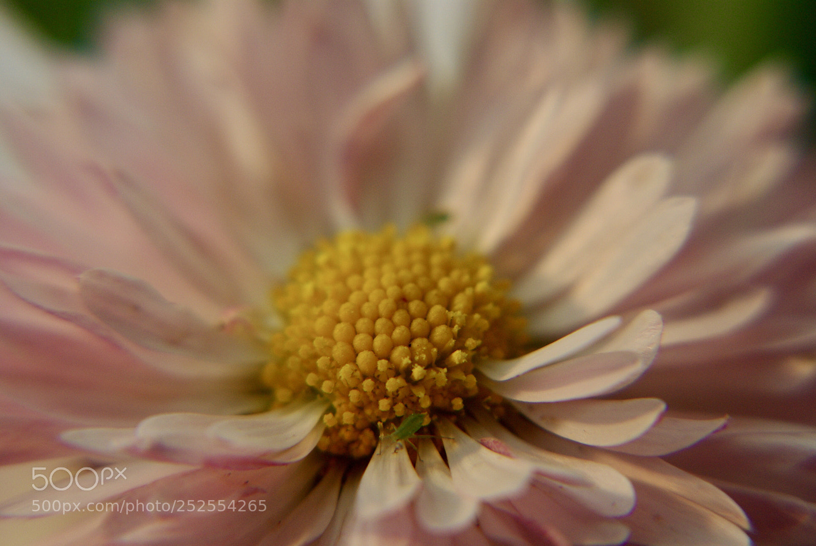 Pentax K200D sample photo. Untitled photography