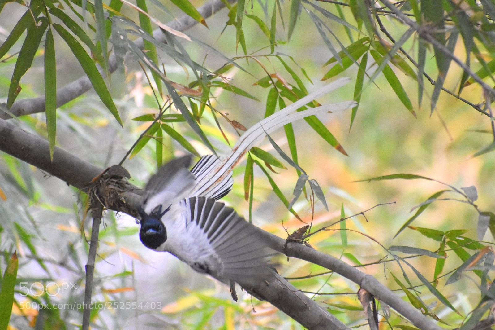 Nikon D7200 sample photo. Paradise flycatcher photography