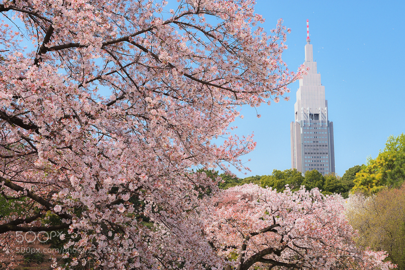 Nikon D7200 sample photo. Sakura&tower photography
