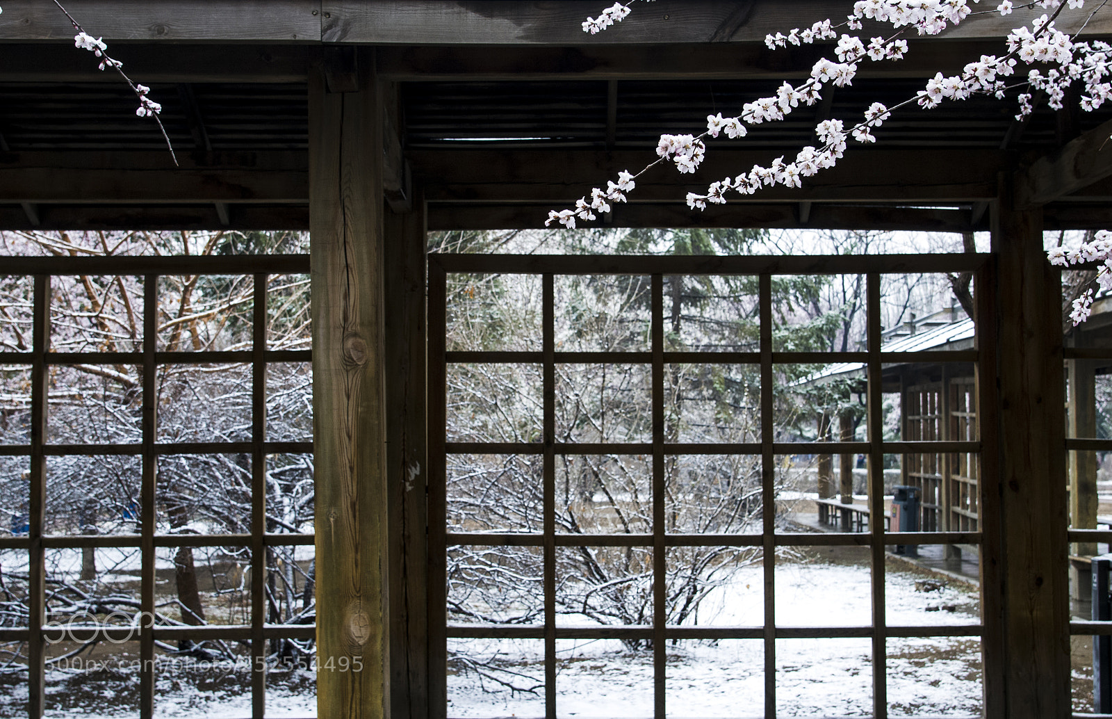 Nikon D300 sample photo. Flowers and snow photography