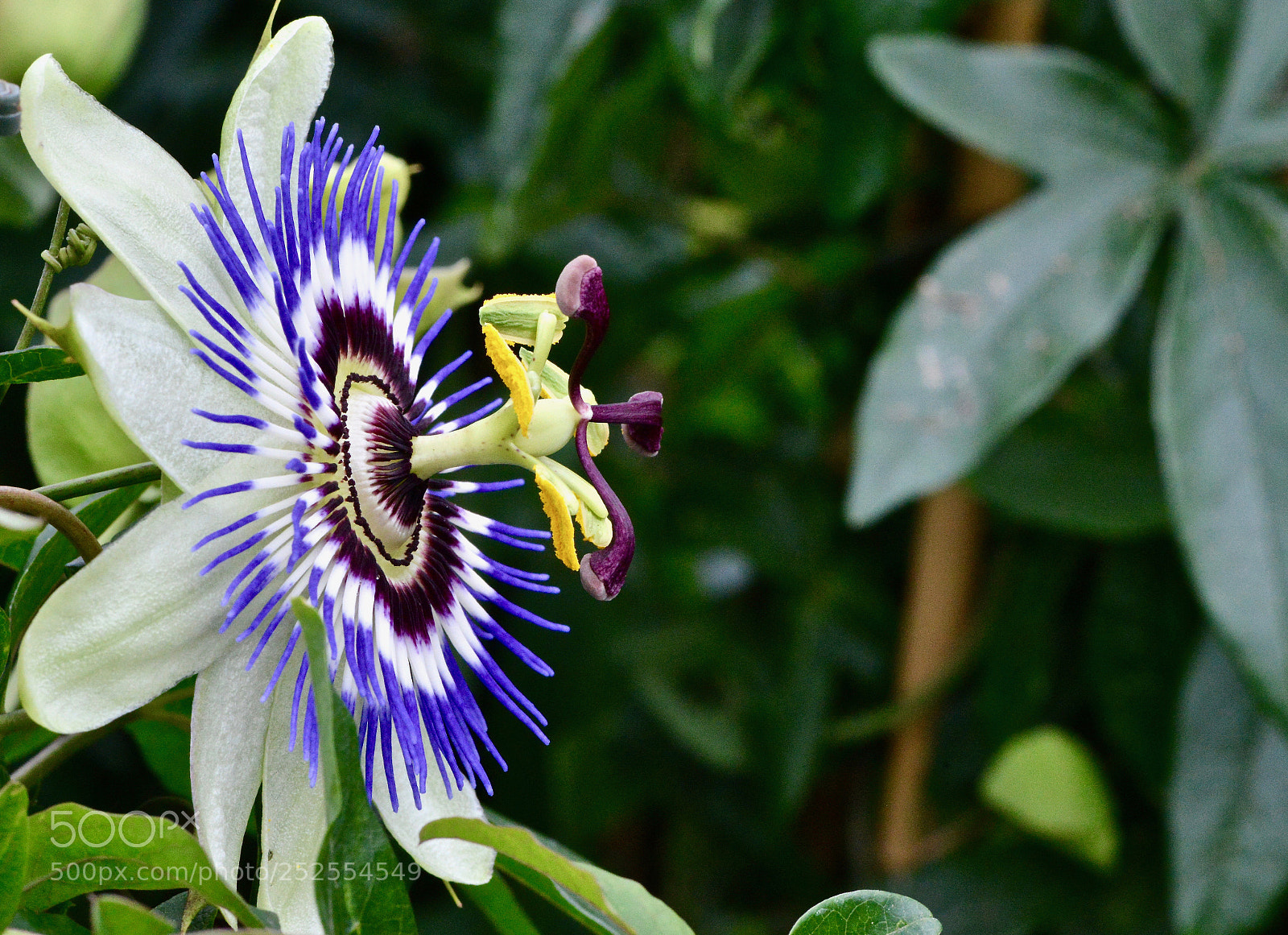 Nikon D800 sample photo. The beauty of a photography