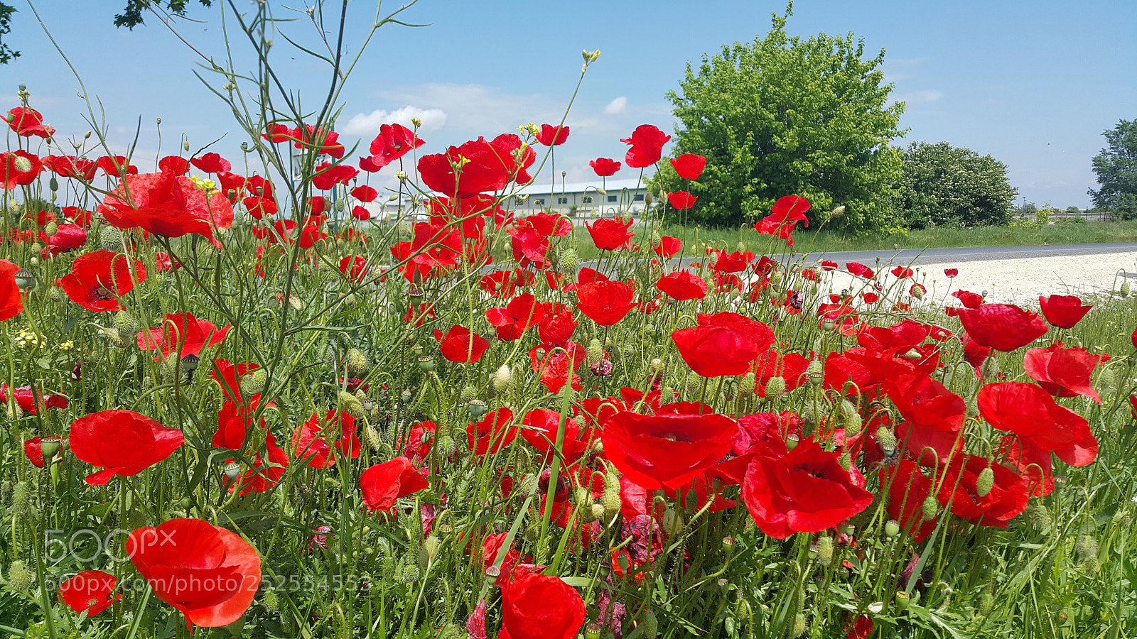 Samsung Galaxy Note4 sample photo. Poppies near the city photography