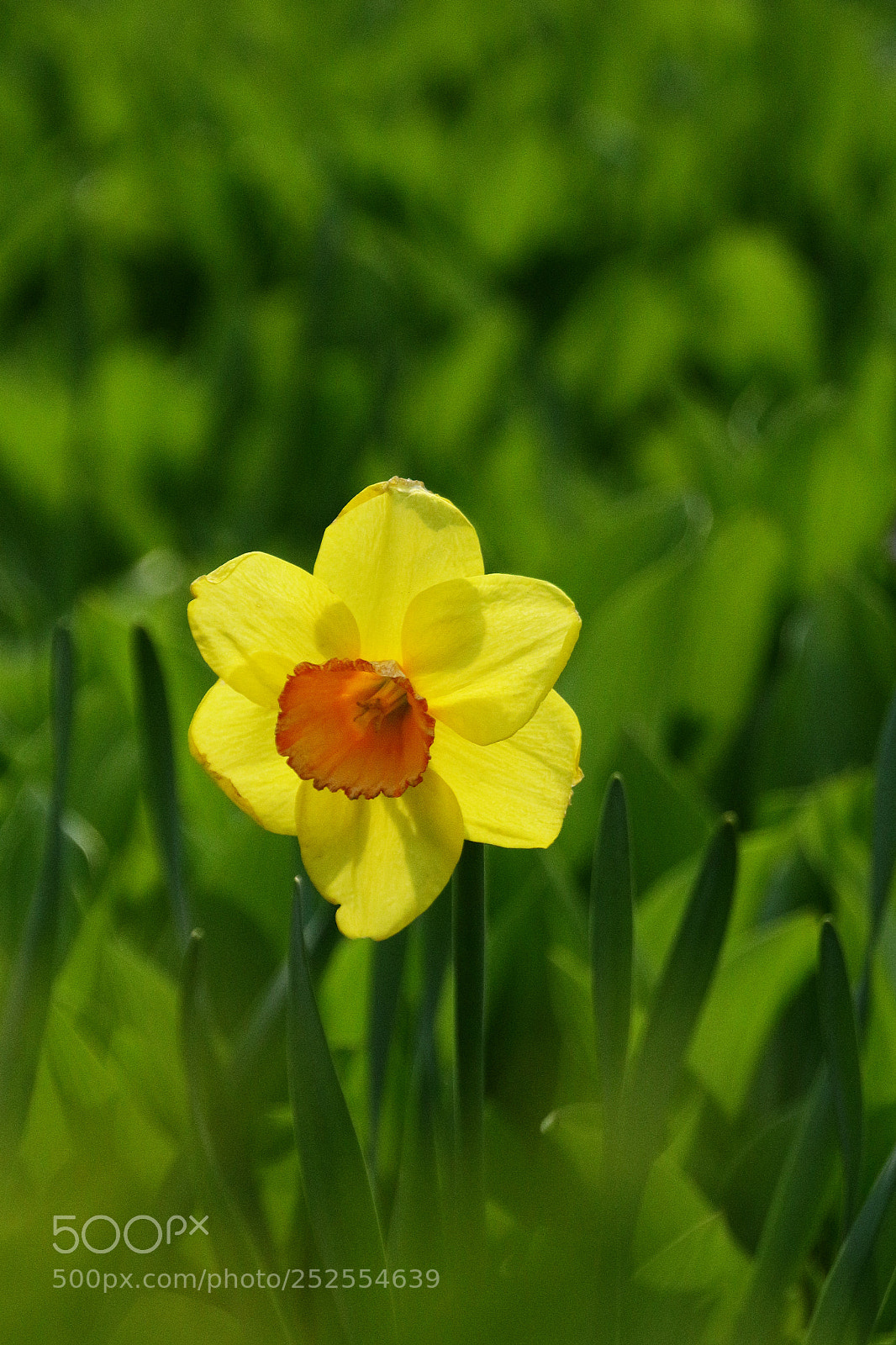 Canon EOS 650D (EOS Rebel T4i / EOS Kiss X6i) sample photo. Img photography