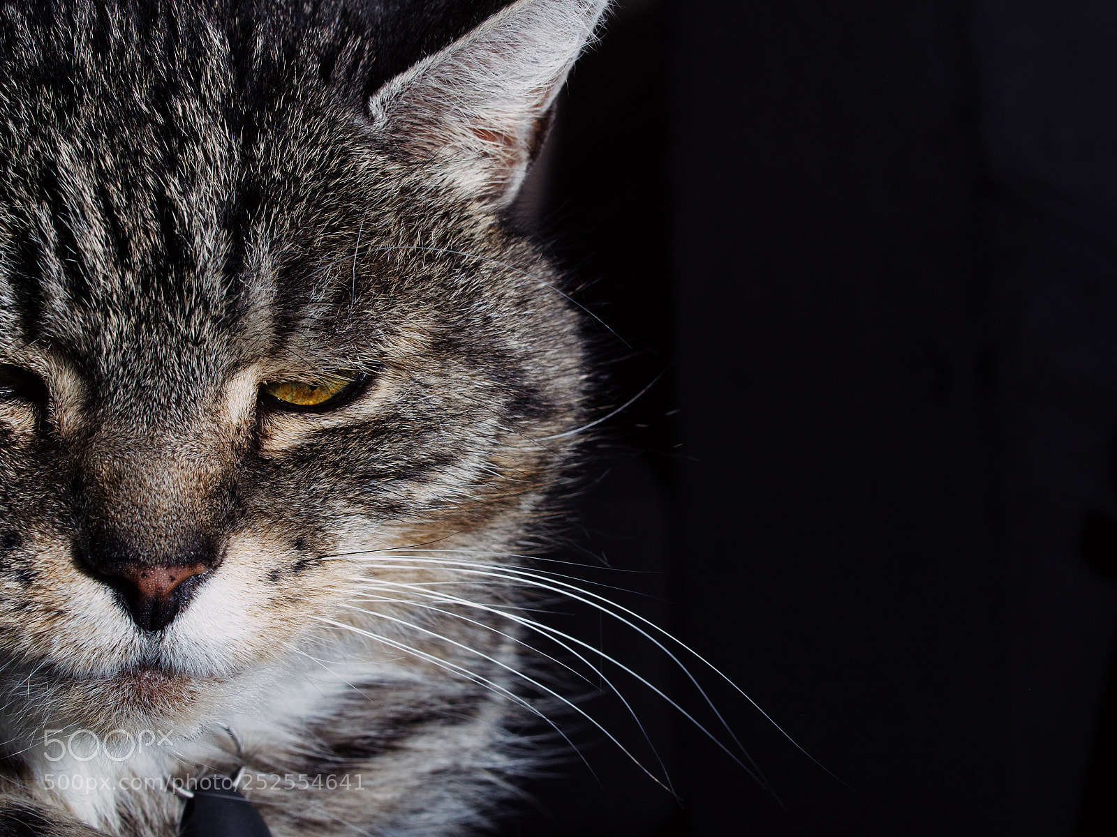 Olympus OM-D E-M10 sample photo. Cat portrait photography